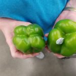 Male and Female Peppers